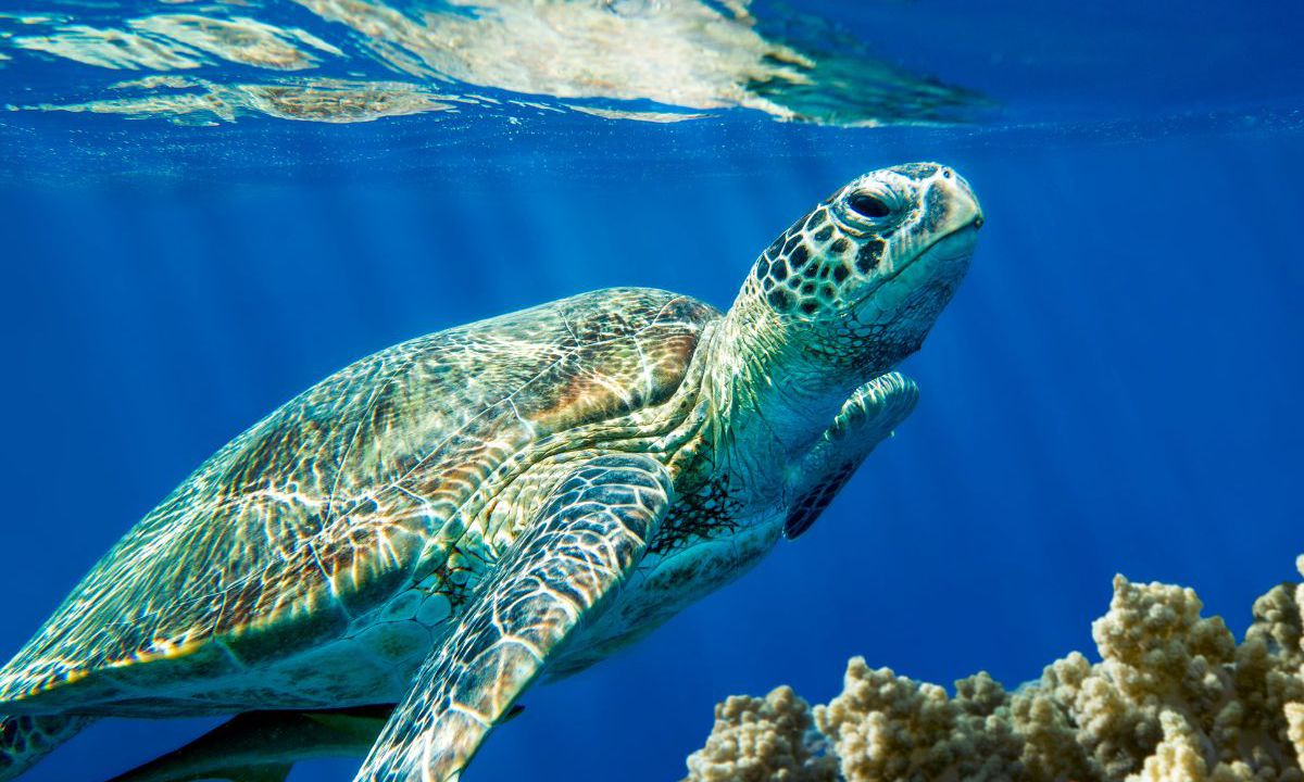 The Marine Life of Zakynthos: Discover the Island’s Vibrant Seas