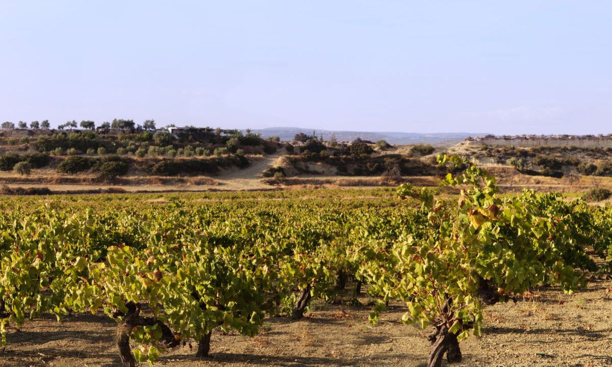 The Grape Harvest in Cyprus: Experience a Centuries-Old Tradition