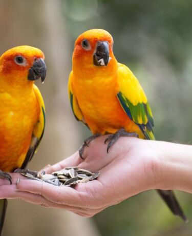 Animals Zoo