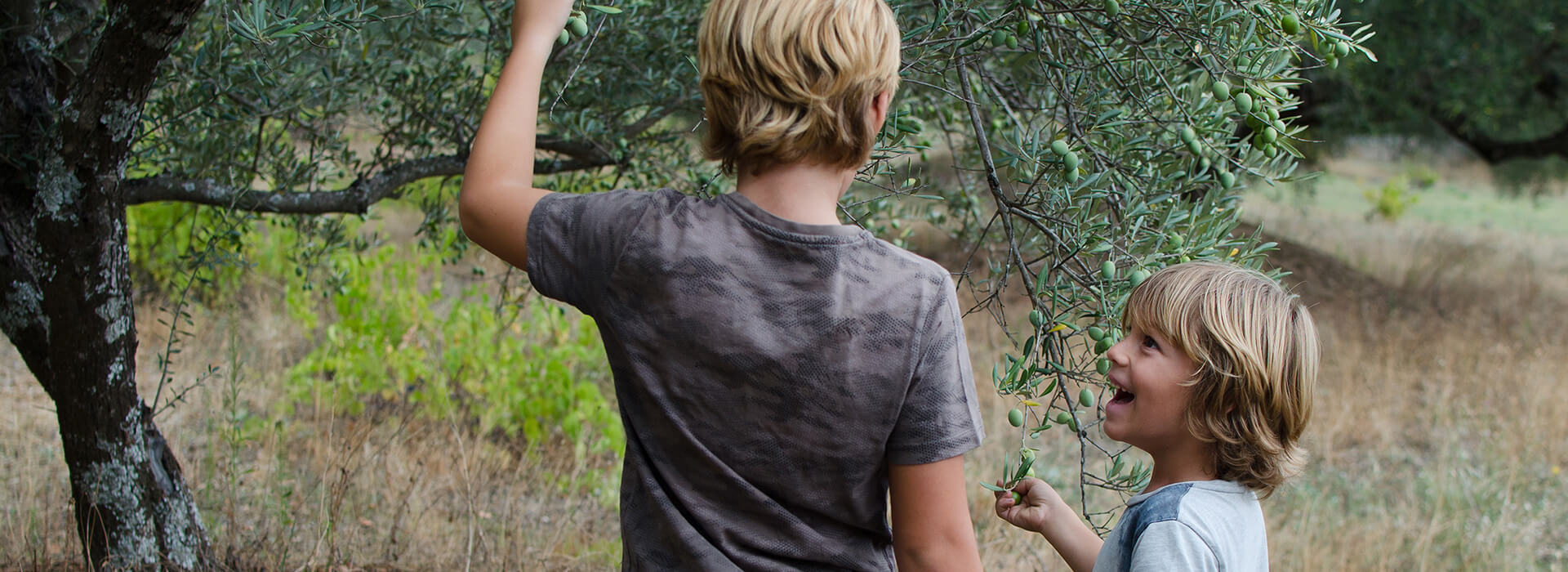 Kids in olive trees